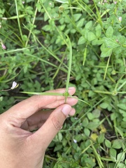 Cyperus brevifolius, photograph (c) Bella Lin, some rights reserved (CC BY)