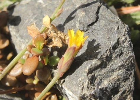 Microseris scapigera