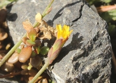 Microseris scapigera