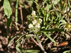 Prunella laciniata, photograph (c) fmunoz, some rights reserved (CC BY)