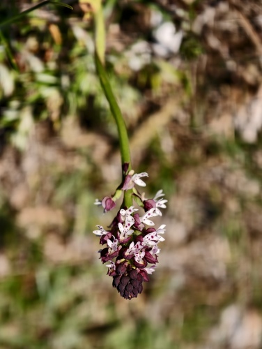 Neotinea ustulata, photograph 6