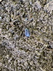 Tarpela