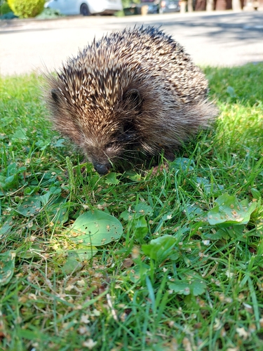 Northern White-breasted Hedgehog