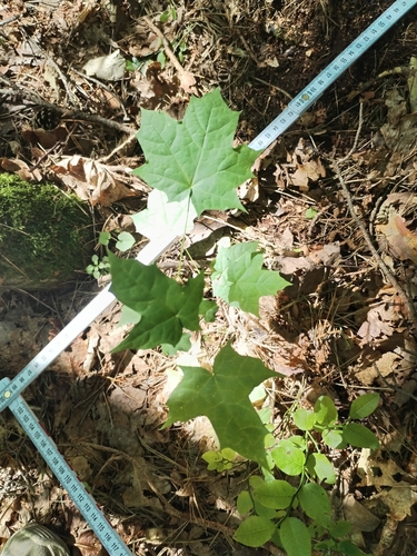 Norway maple