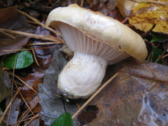 Hygrophorus flavodiscus