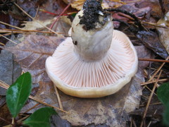 Hygrophorus flavodiscus