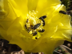 Acmaeodera ornatoides