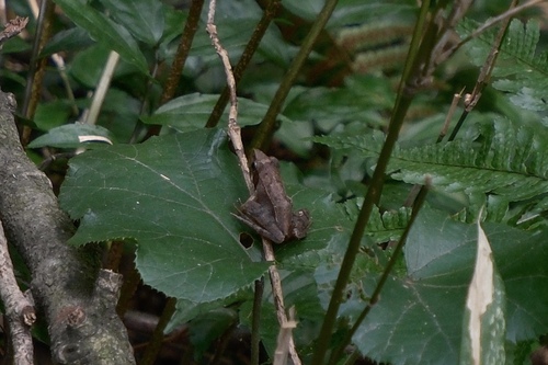 Zhenhai Brown Frog, Rana zhenhaiensis