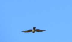 Accipiter nisus