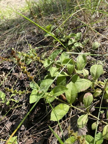 heath speedwell