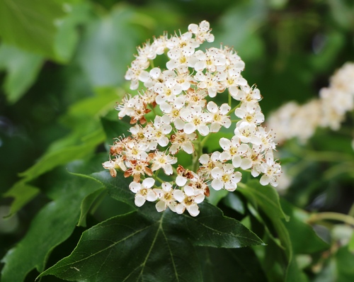 Wild Service-tree