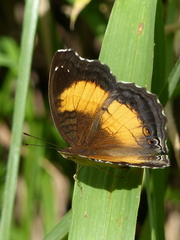 Junonia terea