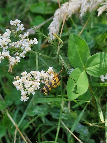 Spotted Longhorn Beetle