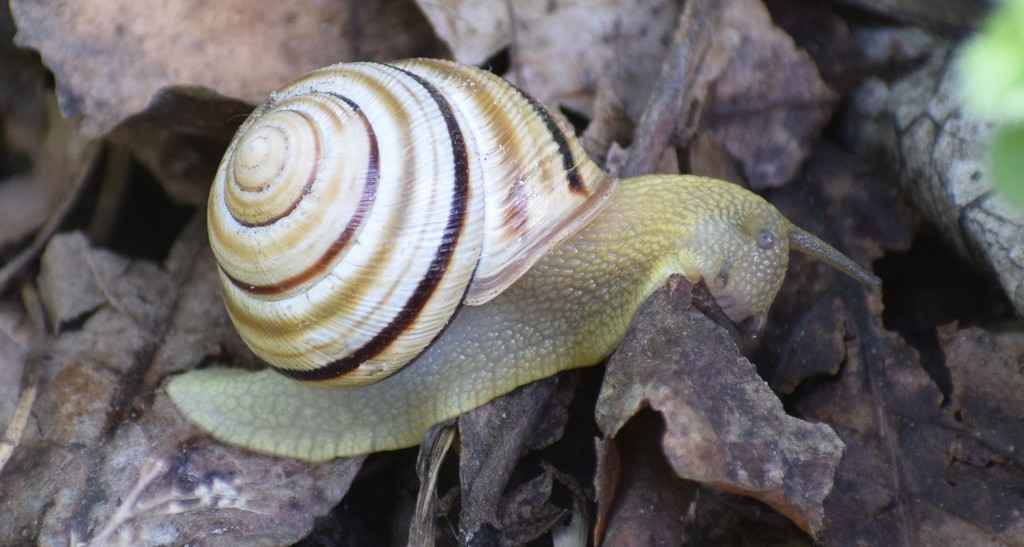 Vienna Grove Snail