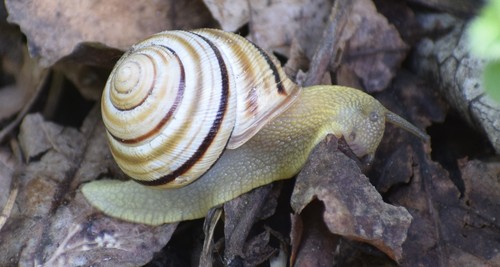 Vineyard Snail