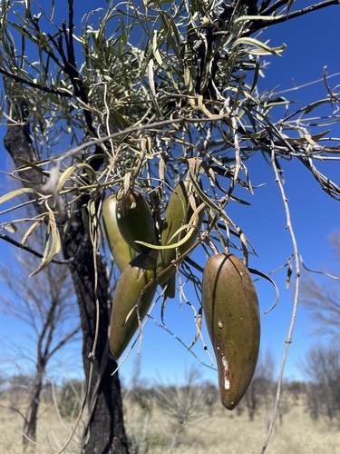 bush banana