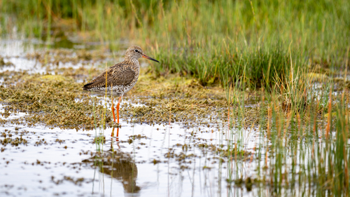 Common Redshank