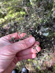 Pittosporum divaricatum, photograph (c) Ben, some rights reserved (CC BY)