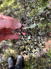 Pittosporum divaricatum, photograph (c) Ben, some rights reserved (CC BY)