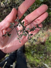 Pittosporum divaricatum, photograph (c) Ben, some rights reserved (CC BY)