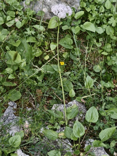 Valeriana montana, photograph 6