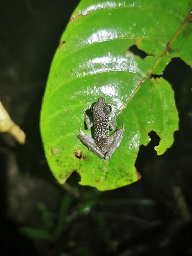 Staurois natator observed 2026-07-28