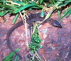 Lepidophyma smithii