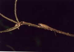 Anolis macrophallus