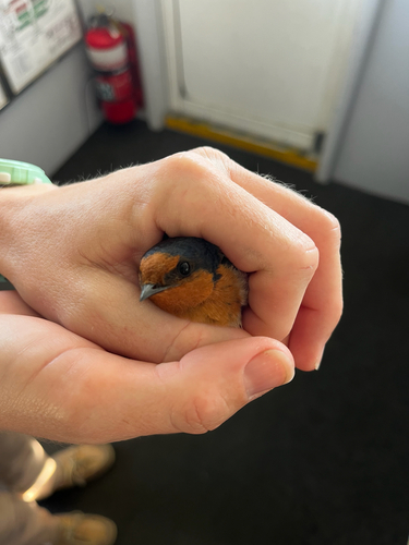 Welcome Swallow