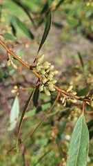 author not stated, no rights reserved Eucalyptus porosa, photograph author not stated, no rights reserved
