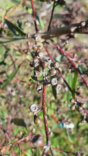 Eucalyptus porosa, photograph 4