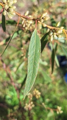 author not stated, no rights reserved Eucalyptus porosa, photograph author not stated, no rights reserved