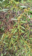 Eucalyptus porosa, photograph author not stated, no rights reserved