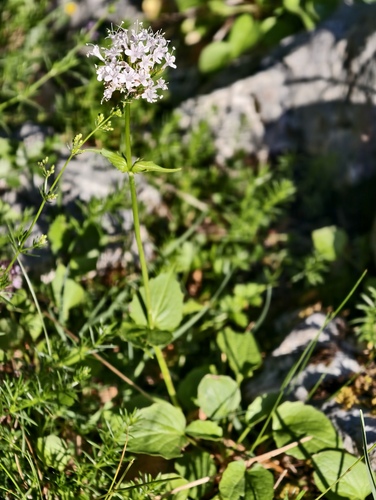 Valeriana montana, photograph 5