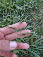 Paspalum dilatatum