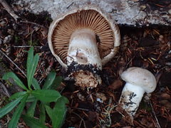 Cortinarius alboglobosus