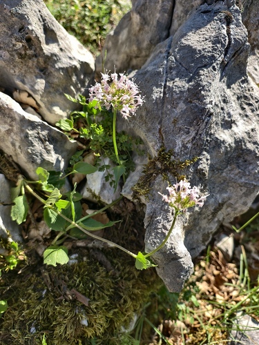 Valeriana montana, photograph 3