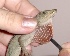 Anolis serranoi