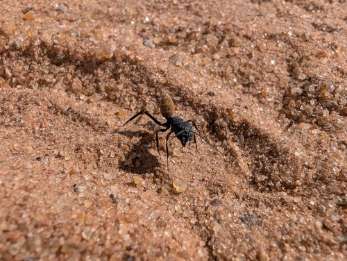 Karoo Balbyter Ant