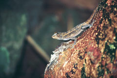 Anolis serranoi