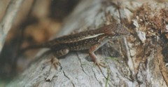 Sceloporus squamosus