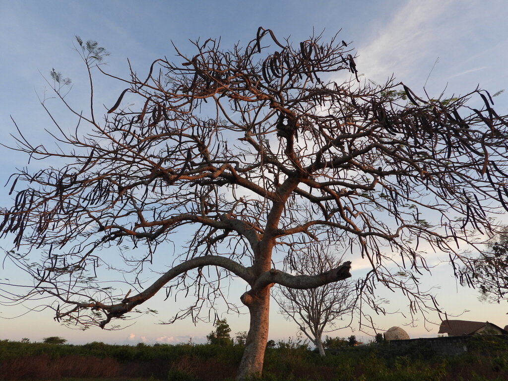Cassia abbreviata; photograph author not stated, no rights reserved