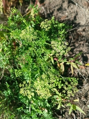 Petroselinum crispum, photograph (c) Alice Shanks, some rights reserved (CC BY)