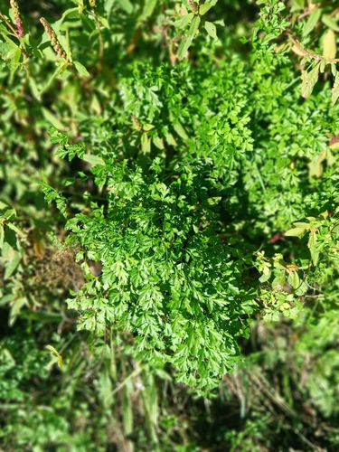 Petroselinum crispum, photograph 5