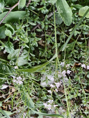 Thymus longicaulis, photograph 2