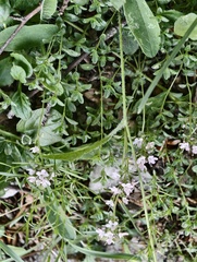 Thymus longicaulis, photograph (c) fmunoz, some rights reserved (CC BY)