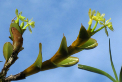 Epidendrum fusagasugaense