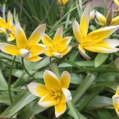 Tulipa urumiensis