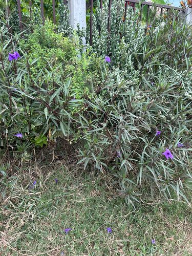 Mexican Ruellia