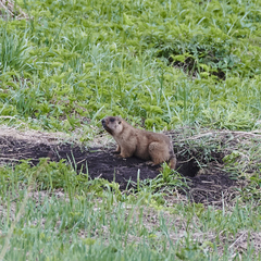 Marmota kastschenkoi